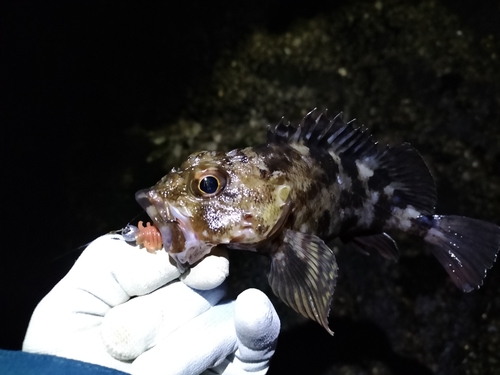 カサゴの釣果