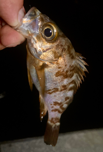 メバルの釣果