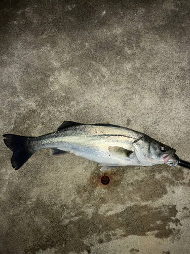 セイゴ（マルスズキ）の釣果