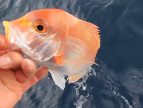 レンコダイの釣果