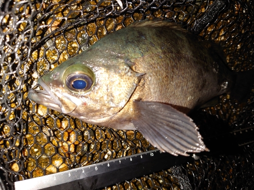 メバルの釣果