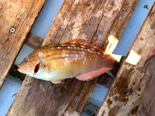 ホシササノハベラの釣果