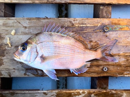 マダイの釣果