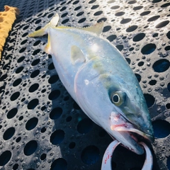 ワカシの釣果