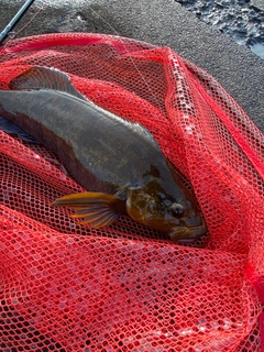 アブラコの釣果