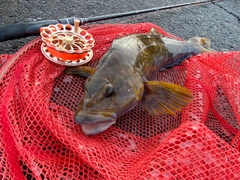 アブラコの釣果