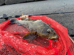 アブラコの釣果