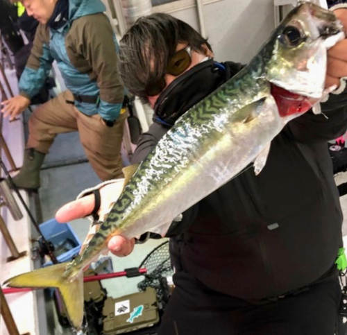 サバの釣果