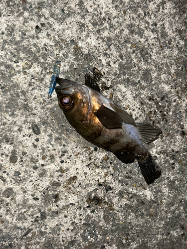 クロメバルの釣果