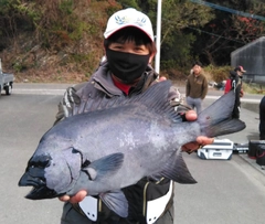 イシダイの釣果