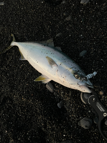 イナダの釣果