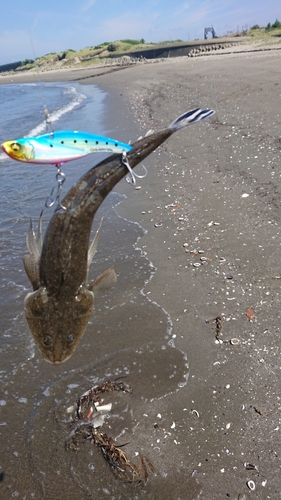 マゴチの釣果