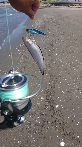 シタビラメの釣果