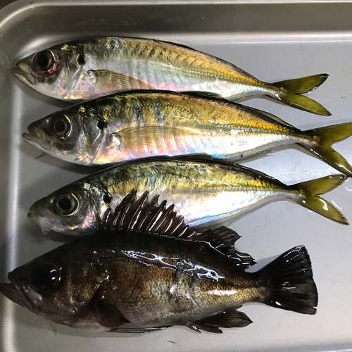 アジの釣果