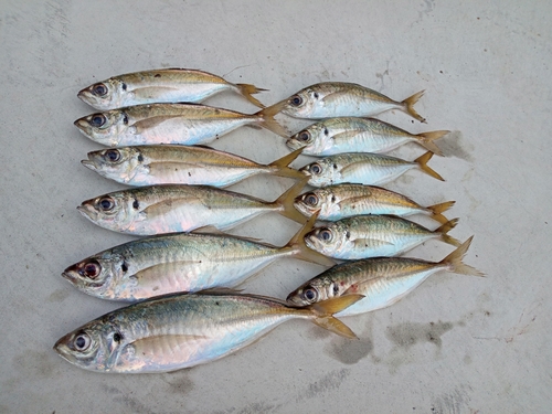 アジの釣果