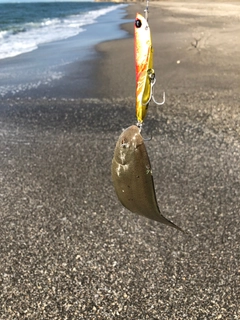 シタビラメの釣果