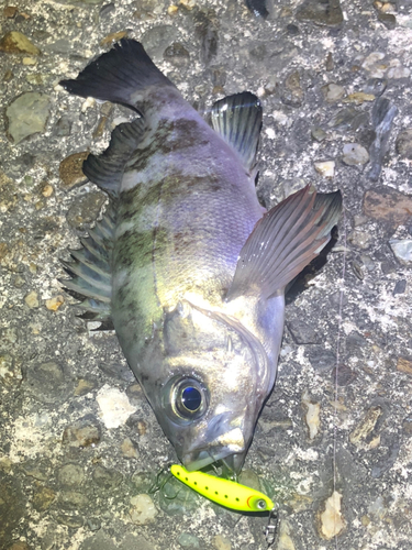 メバルの釣果