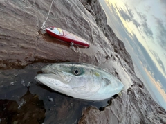 ヤズの釣果