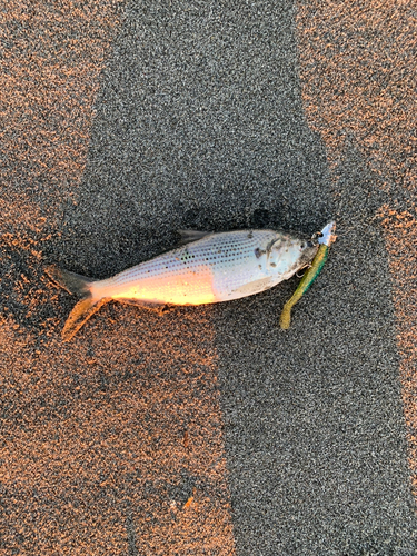 コノシロの釣果