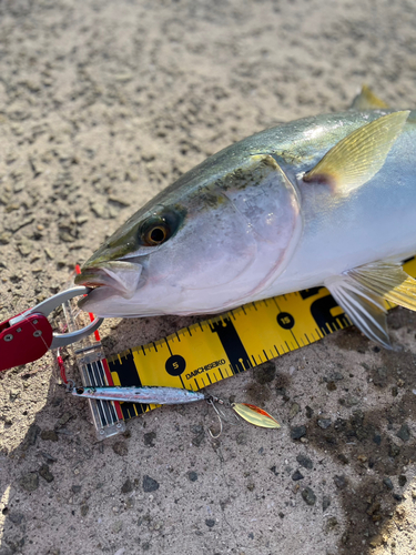 メジロの釣果