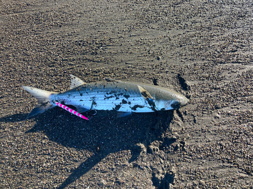 ボラの釣果