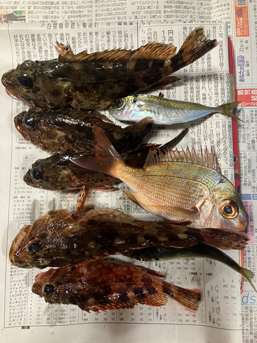 アラカブの釣果