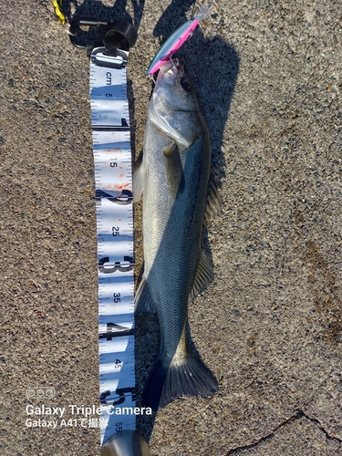 シーバスの釣果