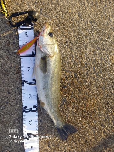 シーバスの釣果