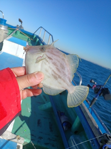 カワハギの釣果