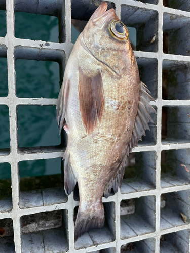 シロメバルの釣果