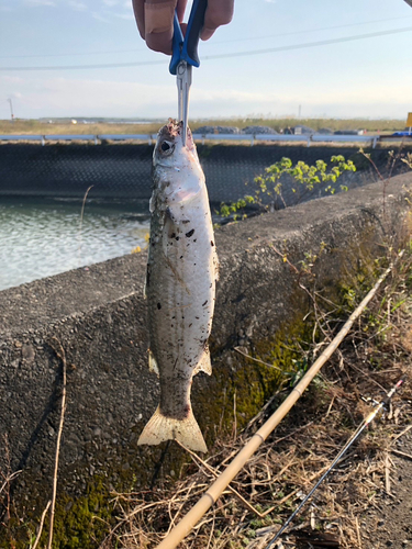 ボラの釣果