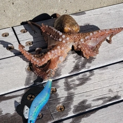 タコの釣果