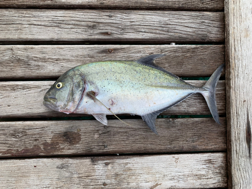 サワラの釣果