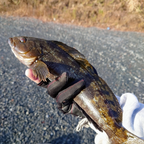 アイナメの釣果