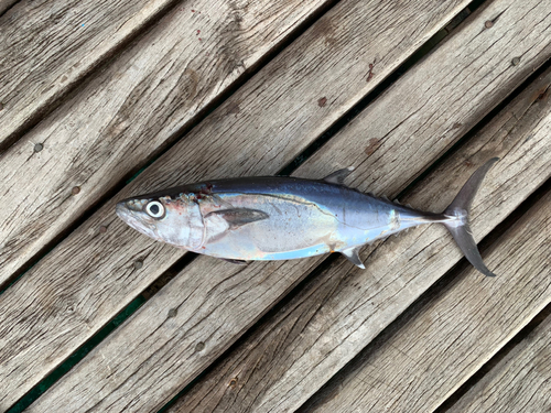 カツオの釣果