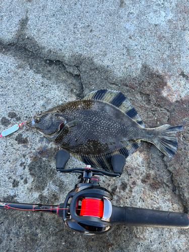 カレイの釣果