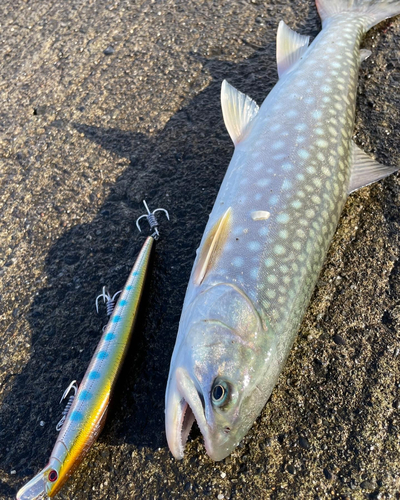 アメマスの釣果