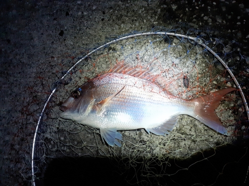 マダイの釣果