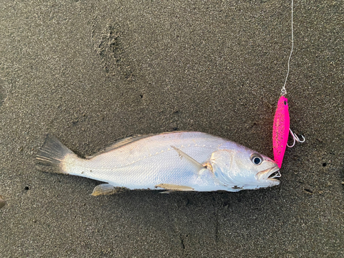 ニベの釣果