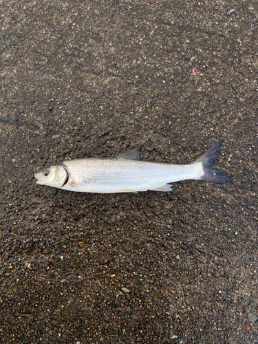 ウグイの釣果