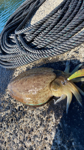 モンゴウイカの釣果