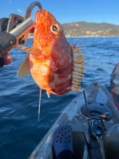 ウッカリカサゴの釣果