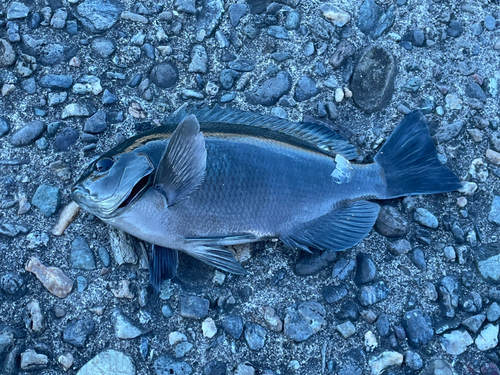 メジナの釣果