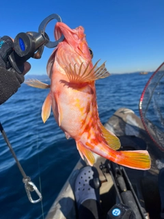 ウッカリカサゴの釣果