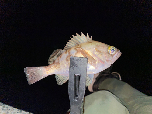 メバルの釣果