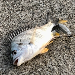 キビレの釣果