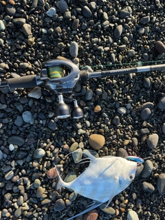 イトヒキアジの釣果