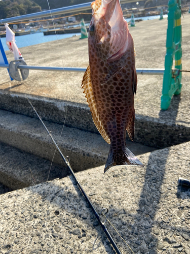 オオモンハタの釣果