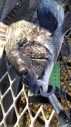 クロダイの釣果