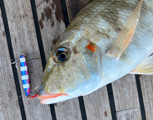 ハマフエフキの釣果